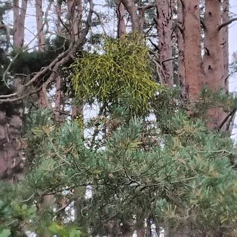 Prodej lesa, Nečín, 14980 m2