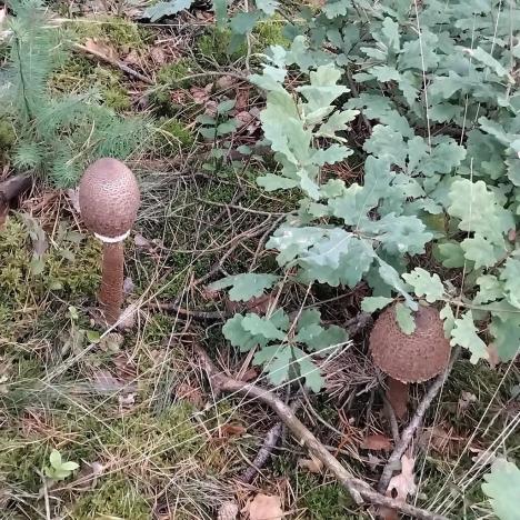 Prodej lesa, Nečín, 44533 m2