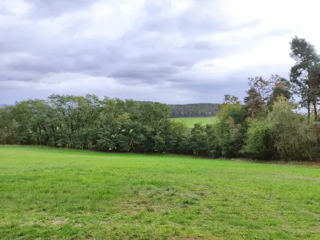 Prodej lesa, Nečín, 44533 m2