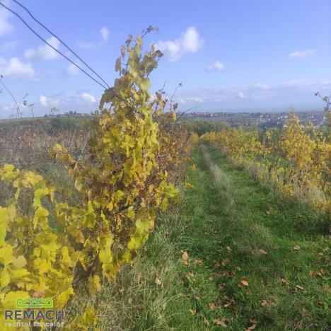 Prodej pozemku, Ořechov, 4846 m2