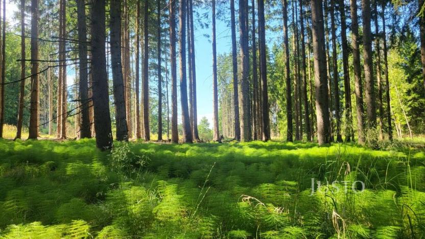 Prodej lesa, Horažďovice - Veřechov, 11833 m2