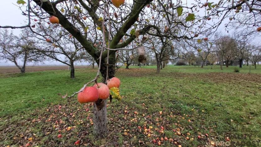 Prodej zahrady, Bochoř, 1909 m2