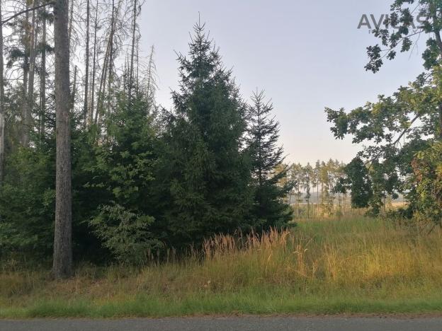 Prodej lesa, Čechtice - Jeníkov, 5835 m2