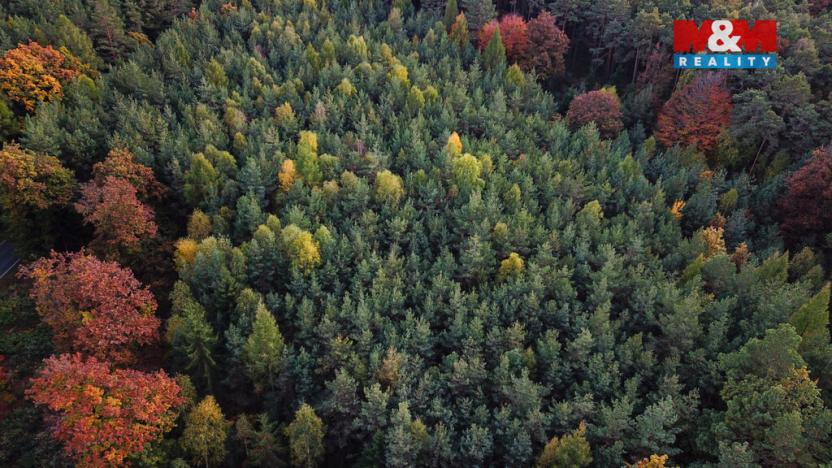 Prodej lesa, Luže - Bělá, 26435 m2