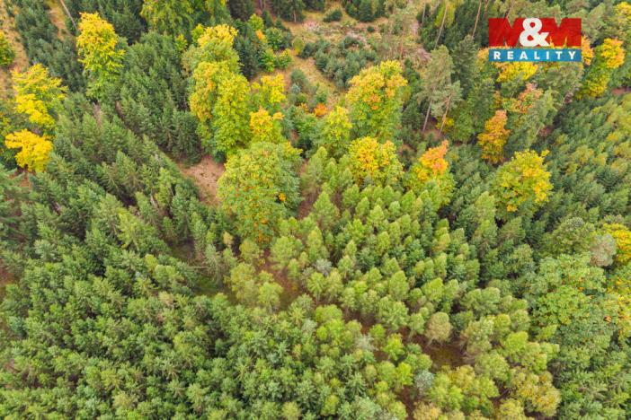 Prodej lesa, Černíkov, 12446 m2