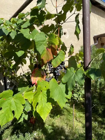 Prodej rodinného domu, Rakvice, Luční, 220 m2