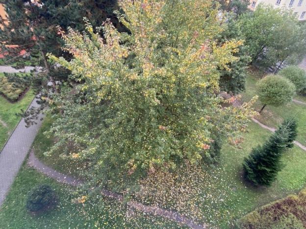 Pronájem bytu 1+1, České Budějovice - České Budějovice 2, Prachatická, 31 m2