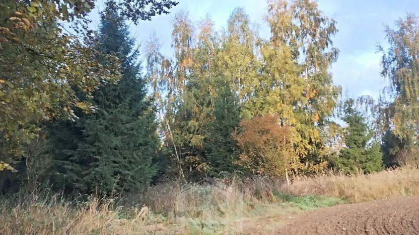 Prodej lesa, Žirovnice, 9999 m2