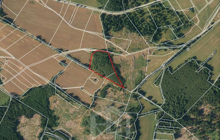 Prodej lesa, Studená, 12013 m2