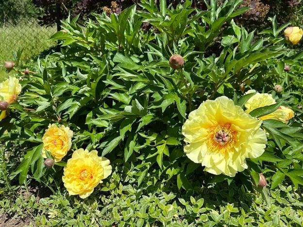 Prodej rodinného domu, Dobřejovice, Nad Mlýnským Rybníkem, 180 m2