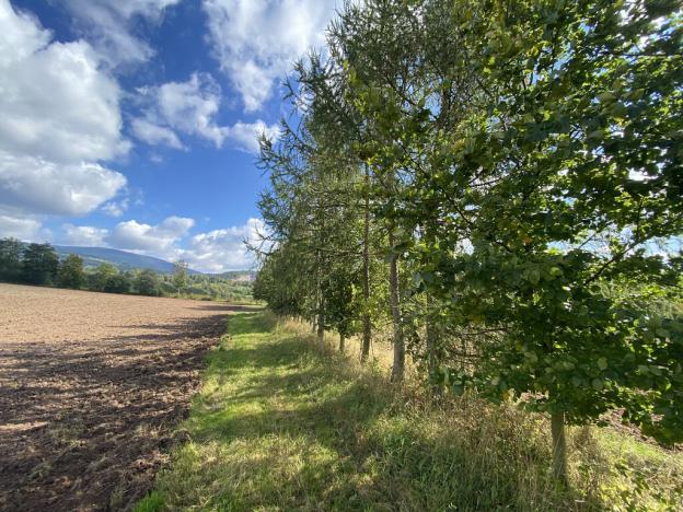 Prodej lesa, Lánov - Horní Lánov, 15996 m2