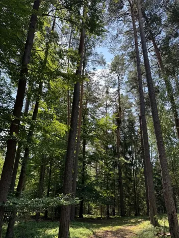 Prodej lesa, Ločenice, 16414 m2