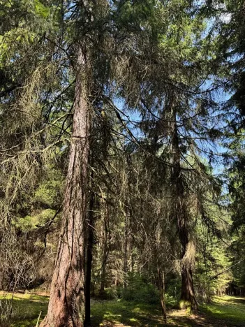 Prodej lesa, Ločenice, 16414 m2