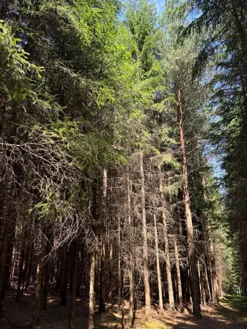Prodej lesa, Ločenice, 16414 m2