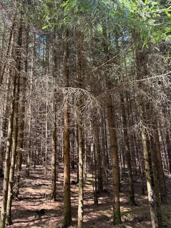 Prodej lesa, Ločenice, 16414 m2