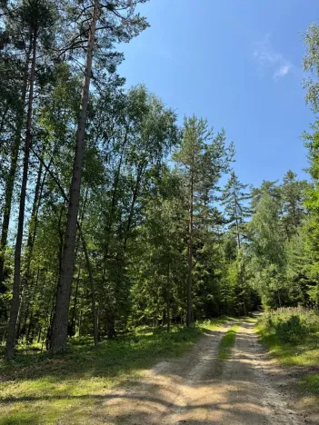 Prodej lesa, Ločenice, 16414 m2