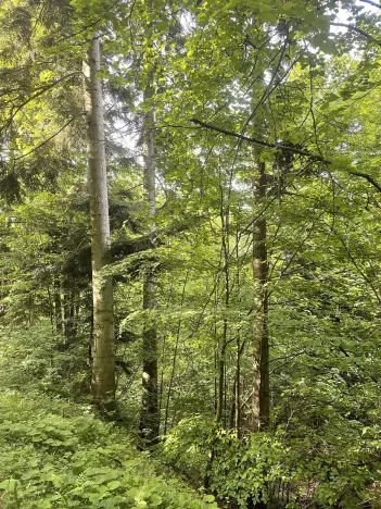 Dražba lesa, Vidče, 12993 m2