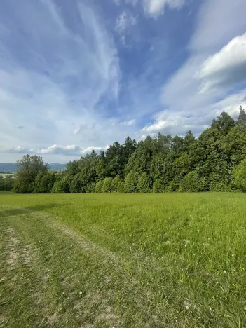 Dražba lesa, Vidče, 12993 m2