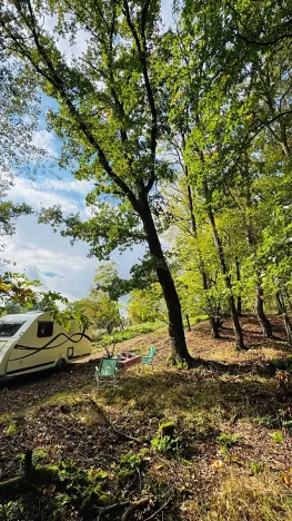 Prodej lesa, Postupice, 893 m2