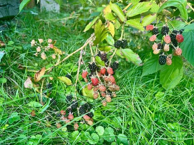 Prodej pozemku pro bydlení, Malá Skála, 563 m2