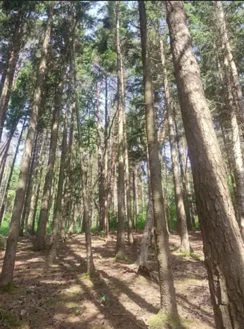 Prodej lesa, Kněždub, 671 m2