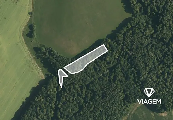 Prodej podílu lesa, Malhotice, 1965 m2