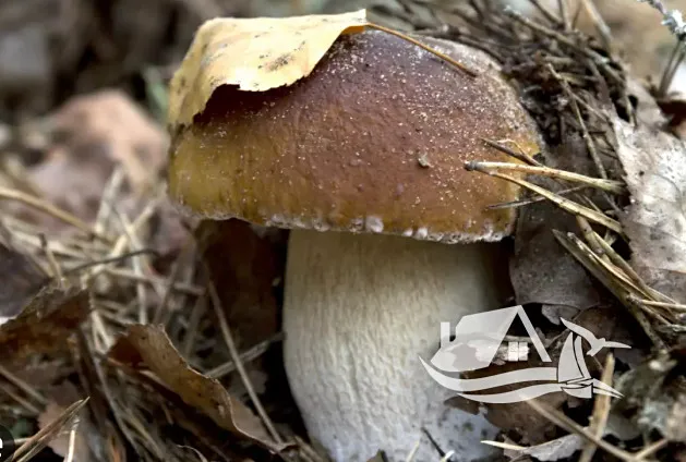 Prodej bytu 2+kk, Bansko, Bulharsko, 67 m2