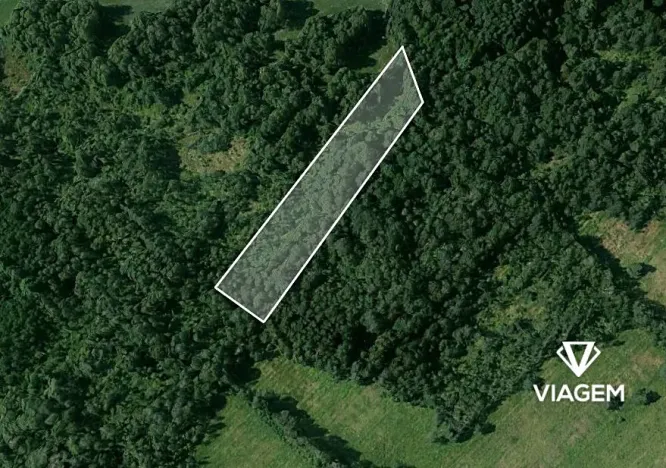 Prodej lesa, Borkovice, 8398 m2