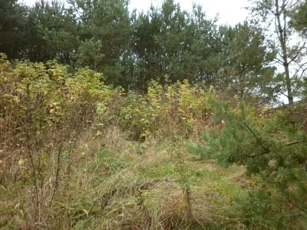 Dražba louky, Kladruby, 42411 m2