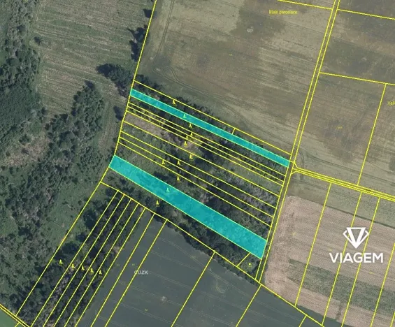 Prodej lesa, Bačice, 8463 m2