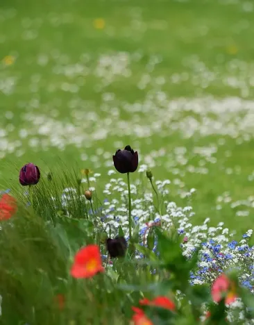 Prodej podílu zahrady, Lipník, 1769 m2