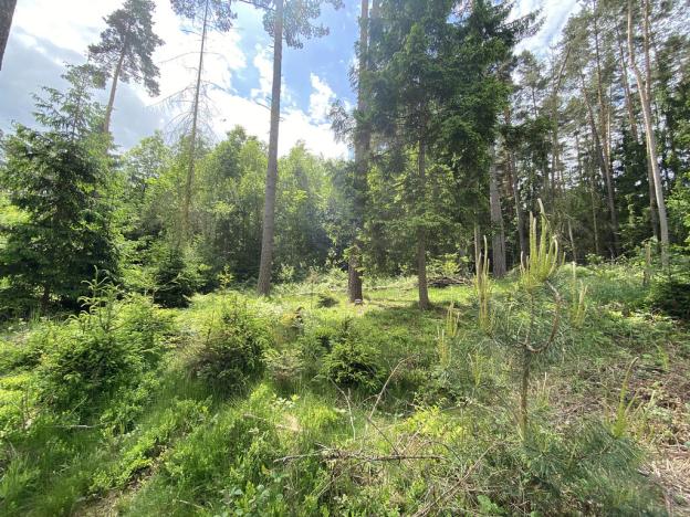 Prodej lesa, Blížejov - Lštění, 4152 m2