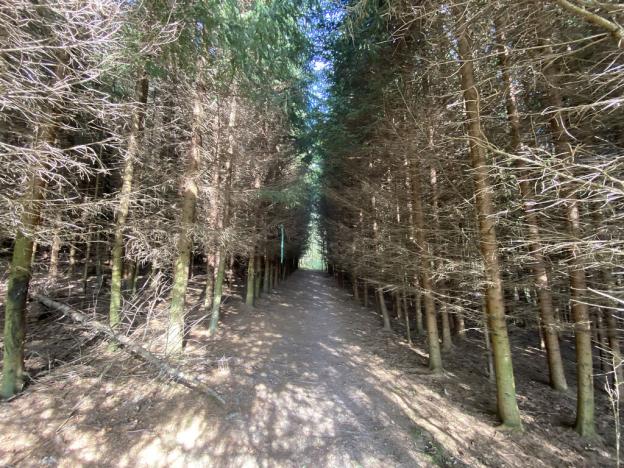 Prodej lesa, Lánov - Horní Lánov, 12297 m2