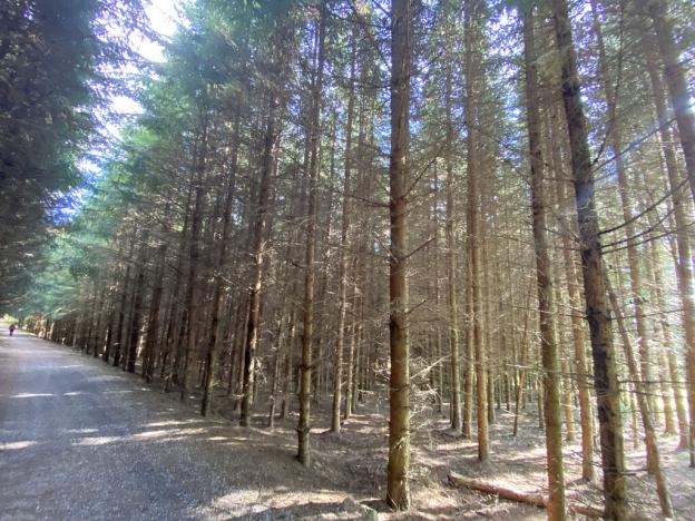 Prodej lesa, Lánov - Horní Lánov, 12297 m2