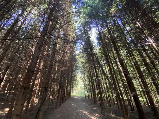 Prodej lesa, Lánov - Horní Lánov, 12297 m2