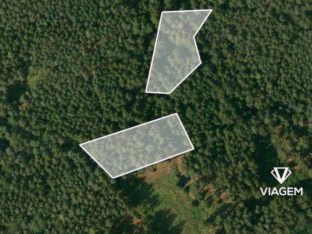 Prodej lesa, Bílov, 2331 m2