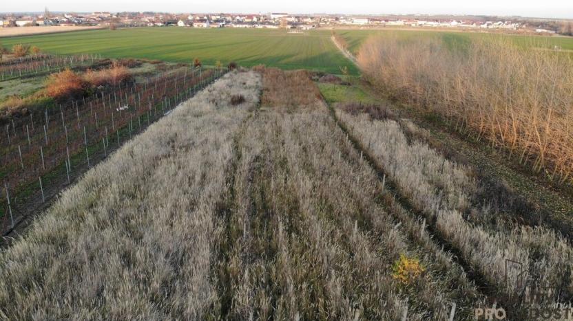 Prodej vinného sklepa, Hrušky, 35 m2