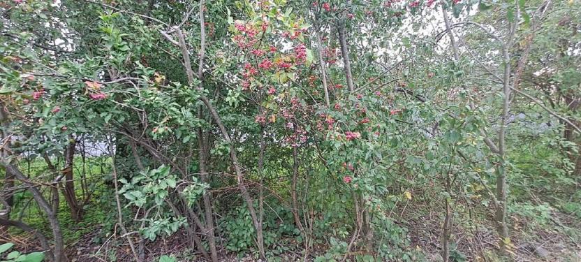 Prodej komerčního pozemku, Měšice, 2035 m2