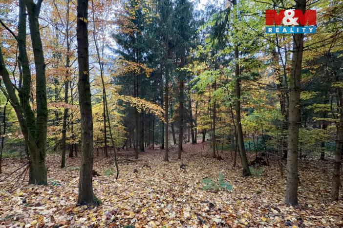 Prodej lesa, Jestřebí, 6855 m2