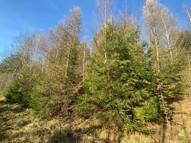 Dražba lesa, Ústí nad Labem, 11769 m2