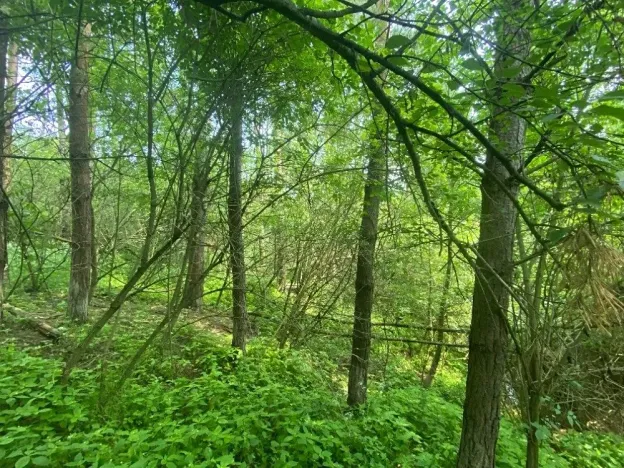 Dražba lesa, Slavičky, 6551 m2