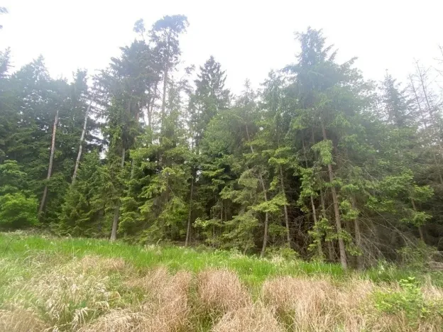 Dražba lesa, Blížejov, 3197 m2