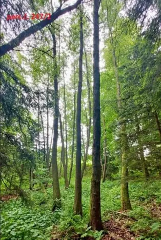 Prodej lesa, Černovice, 10978 m2