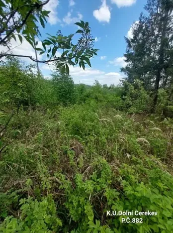 Prodej podílu lesa, Dolní Cerekev, 11817 m2