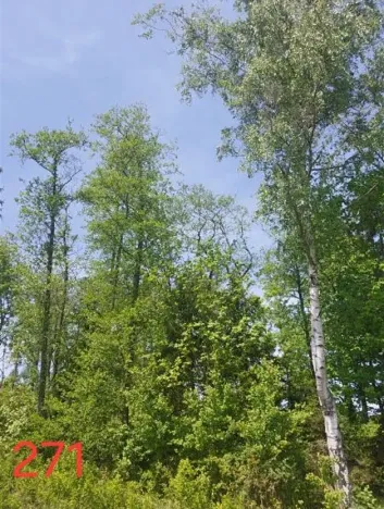 Prodej lesa, Zachotín, 792 m2