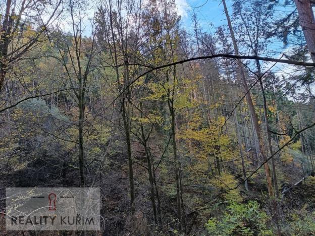 Prodej lesa, Horní Loučky, 11258 m2