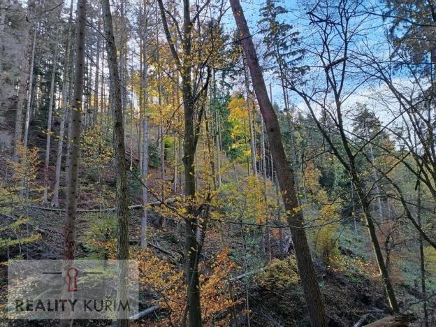 Prodej lesa, Horní Loučky, 11258 m2