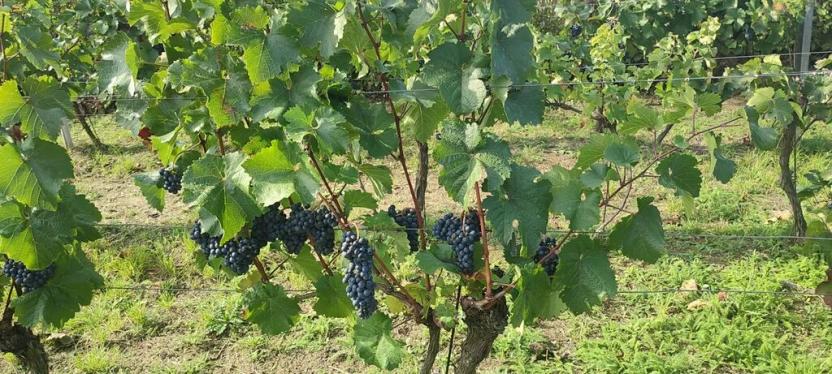 Prodej sadu/vinice, Blučina, 2677 m2