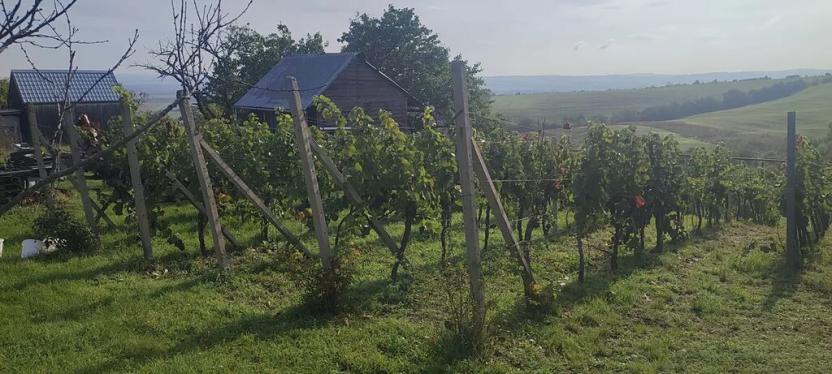 Prodej sadu/vinice, Blučina, 2677 m2