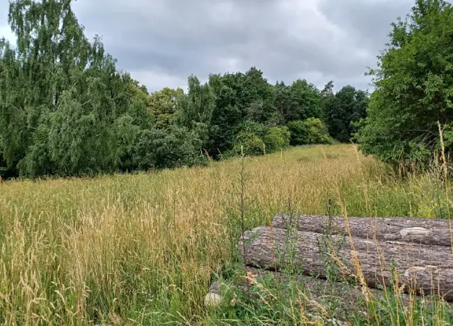 Dražba lesa, Ždírec, 1493 m2